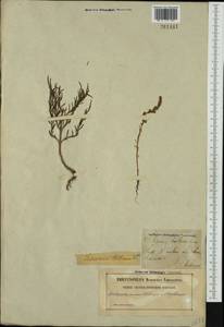 Salicornia europaea L., Western Europe (EUR) (Sweden)