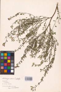 Medicago × varia Martyn, Eastern Europe, Middle Volga region (E8) (Russia)