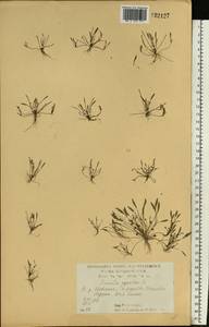 Limosella aquatica L., Eastern Europe, Central forest-and-steppe region (E6) (Russia)