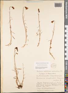 Melanocalyx uniflora (L.) Morin, Siberia, Yakutia (S5) (Russia)