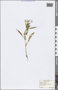 Rumex maritimus L., Eastern Europe, Middle Volga region (E8) (Russia)