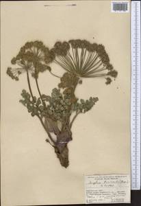 Angelica brevicaulis (Rupr.) B. Fedtsch., Middle Asia, Pamir & Pamiro-Alai (M2) (Kyrgyzstan)