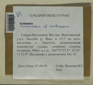 Coscinodon cribrosus (Hedw.) Spruce, Bryophytes, Bryophytes - Yakutia (B19) (Russia)