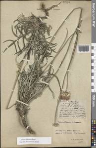 Jurinea ledebourii Bunge, Eastern Europe, Rostov Oblast (E12a) (Russia)