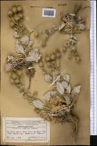 Cousinia affinis Schrenk, Middle Asia, Western Tian Shan & Karatau (M3) (Kazakhstan)
