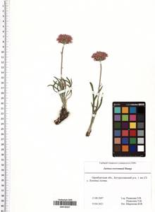 Jurinea ewersmanii Bunge, Eastern Europe, Eastern region (E10) (Russia)