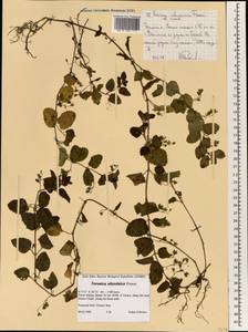 Veronica abyssinica Fresen., Africa (AFR) (Ethiopia)