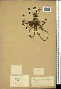 Chamaesciadium acaule (M. Bieb.) Boiss., Caucasus (no precise locality) (K0)