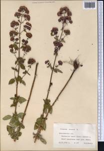 Origanum vulgare L., Middle Asia, Northern & Central Tian Shan (M4) (Kazakhstan)