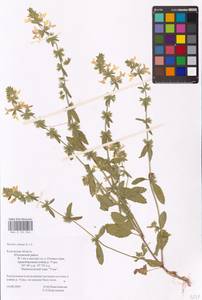 MHA 0 154 846, Stachys annua (L.) L., Eastern Europe, Central region (E4) (Russia)