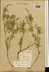Astragalus brachylobus DC., Caucasus, North Ossetia, Ingushetia & Chechnya (K1c) (Russia)