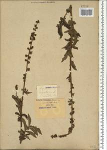 Agrimonia eupatoria L., Caucasus, Krasnodar Krai & Adygea (K1a) (Russia)