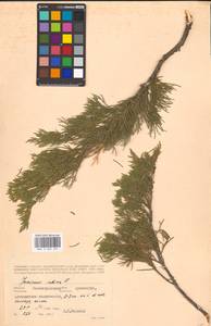 Juniperus sabina L., Eastern Europe, Lower Volga region (E9) (Russia)