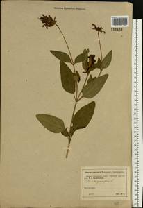 Prunella grandiflora (L.) Scholler, Eastern Europe, Moscow region (E4a) (Russia)