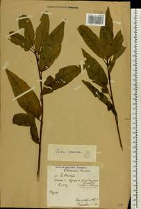 Prunus padus L., Eastern Europe, Northern region (E1) (Russia)