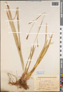 Carex pilosa Scop., Eastern Europe, Central forest-and-steppe region (E6) (Russia)