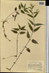 Urtica dioica var. holosericea Fr., Siberia, Russian Far East (S6) (Russia)