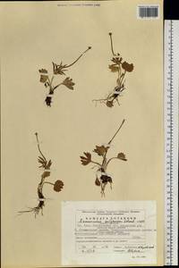 Ranunculus sulphureus, Eastern Europe, Eastern region (E10) (Russia)