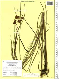 Bolboschoenus maritimus (L.) Palla, Caucasus, Krasnodar Krai & Adygea (K1a) (Russia)