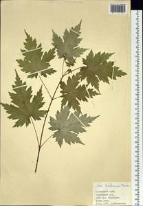 Acer barbinerve Maxim., Siberia, Russian Far East (S6) (Russia)