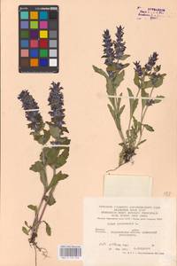 MHA 0 155 078, Ajuga genevensis L., Eastern Europe, Central forest-and-steppe region (E6) (Russia)