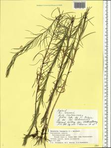 Galatella linosyris (L.) Rchb. fil., Eastern Europe, Central forest-and-steppe region (E6) (Russia)