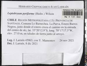 Leptobryum pyriforme (Hedw.) Wilson, Bryophytes, Bryophytes - America (BAm) (Chile)