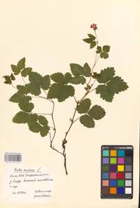 Rubus arcticus L., Eastern Europe, Northern region (E1) (Russia)