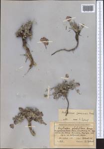 Hedysarum poncinsii Franch., Middle Asia, Northern & Central Tian Shan (M4) (Kyrgyzstan)