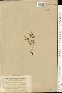 Potentilla erecta (L.) Raeusch., Eastern Europe, Belarus (E3a) (Belarus)