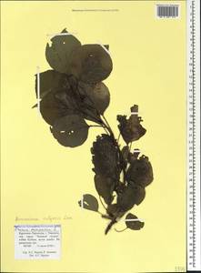Prunus armeniaca L., Caucasus, Stavropol Krai, Karachay-Cherkessia & Kabardino-Balkaria (K1b) (Russia)