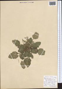 Erodium malacoides, Middle Asia, Kopet Dag, Badkhyz, Small & Great Balkhan (M1) (Turkmenistan)