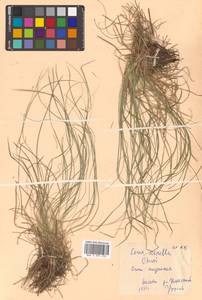 Carex callitrichos var. nana (H.Lév. & Vaniot) S.Yun Liang, L.K.Dai & Y.C.Tang, Siberia, Russian Far East (S6) (Russia)
