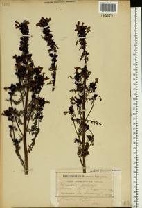 Pedicularis palustris L., Eastern Europe, Belarus (E3a) (Belarus)