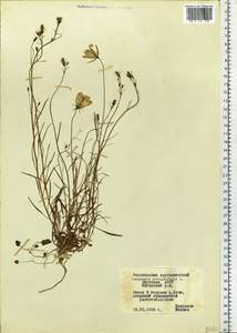 Campanula rotundifolia L., Siberia, Yakutia (S5) (Russia)
