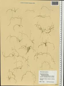 Ranunculus reptans L., Eastern Europe, Western region (E3) (Russia)