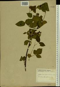 Rubus nessensis Hall, Eastern Europe, Central forest-and-steppe region (E6) (Russia)
