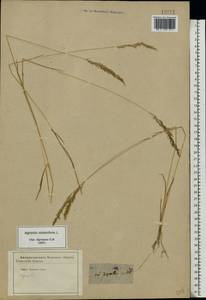 Agrostis stolonifera L., Eastern Europe, Central forest-and-steppe region (E6) (Russia)