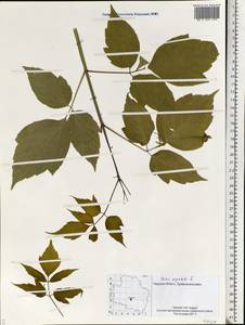 Acer negundo L., Eastern Europe, North-Western region (E2) (Russia)