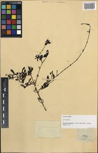 Pavetta parvifolia Vidal, South Asia, South Asia (Asia outside ex-Soviet states and Mongolia) (ASIA) (Philippines)