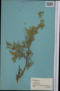 Astragalus, Middle Asia, Pamir & Pamiro-Alai (M2) (Tajikistan)