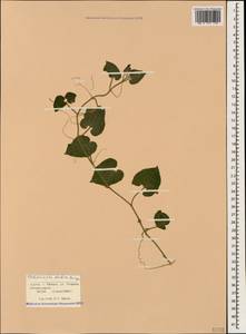 Thladiantha dubia Bunge, Caucasus, Krasnodar Krai & Adygea (K1a) (Russia)