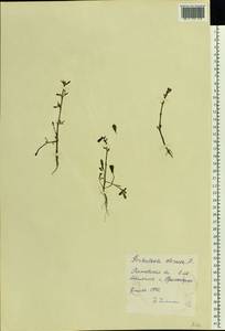 Portulaca oleracea L., Eastern Europe, Rostov Oblast (E12a) (Russia)