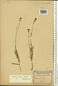 Dianthus chinensis, Eastern Europe, North Ukrainian region (E11) (Ukraine)