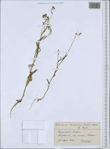 Litwinowia tenuissima (Pall.) Woronow ex Pavlov, Middle Asia, Karakum (M6) (Turkmenistan)