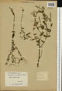 Epilobium parviflorum Schreb., Eastern Europe, North Ukrainian region (E11) (Ukraine)