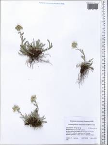 Leontopodium leontopodinum (DC.) Hand.-Mazz., Middle Asia, Northern & Central Tian Shan (M4) (Kyrgyzstan)