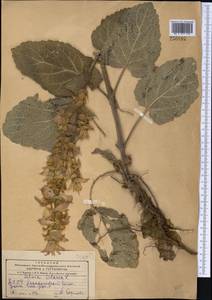 Salvia sclarea L., Middle Asia, Kopet Dag, Badkhyz, Small & Great Balkhan (M1) (Turkmenistan)
