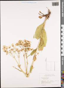 Senecio macrophyllus M. Bieb., Eastern Europe, Middle Volga region (E8) (Russia)