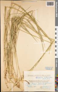 Thinopyrum intermedium (Host) Barkworth & D.R.Dewey, Eastern Europe, North Ukrainian region (E11) (Ukraine)